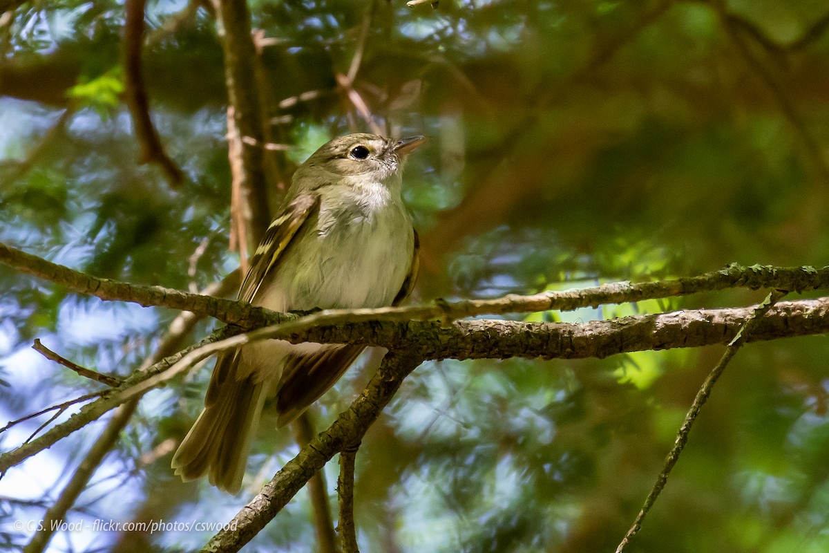 Acadian Flycatcher - ML163468191