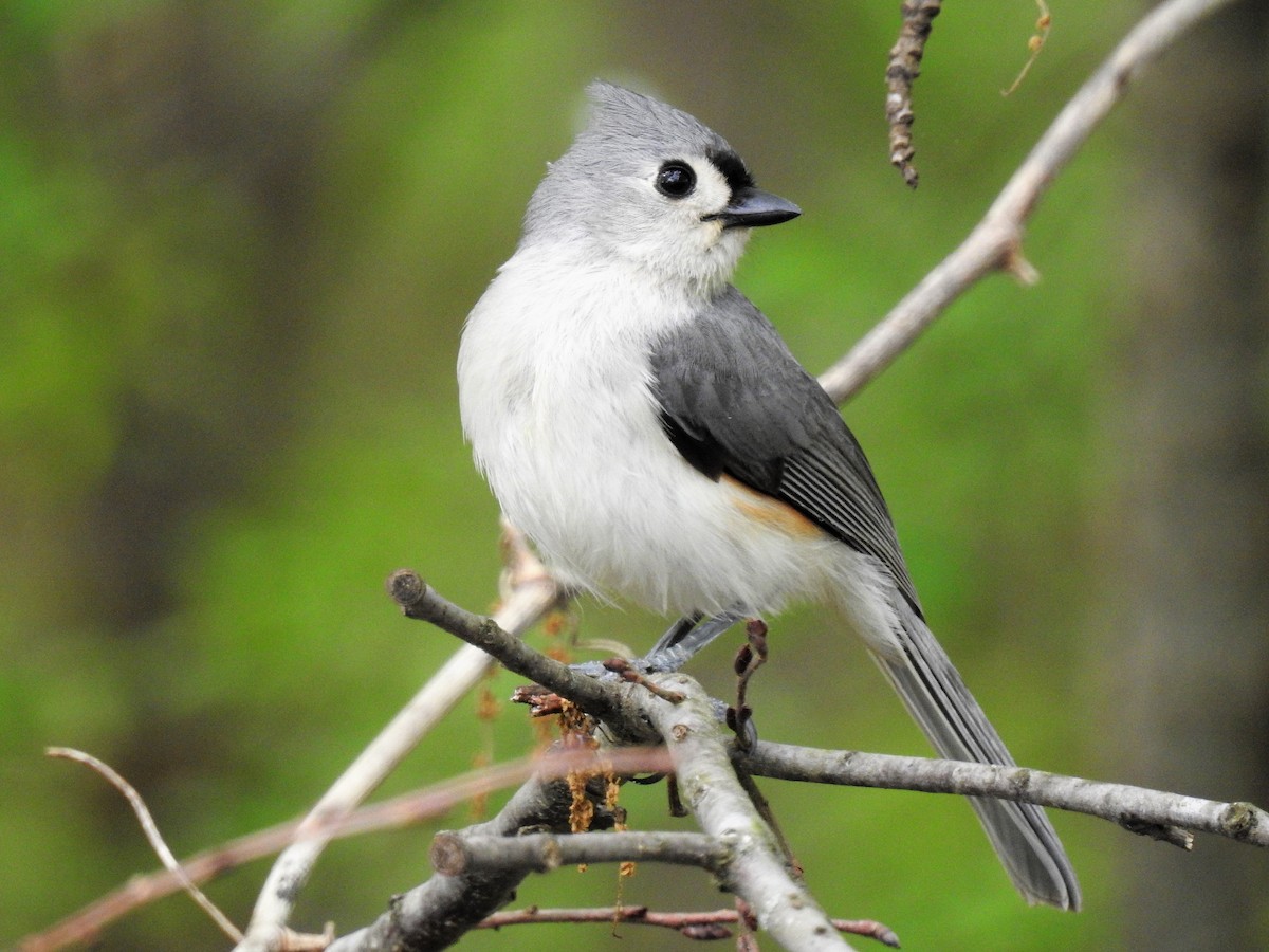 Tufted Titmouse - ML163468241