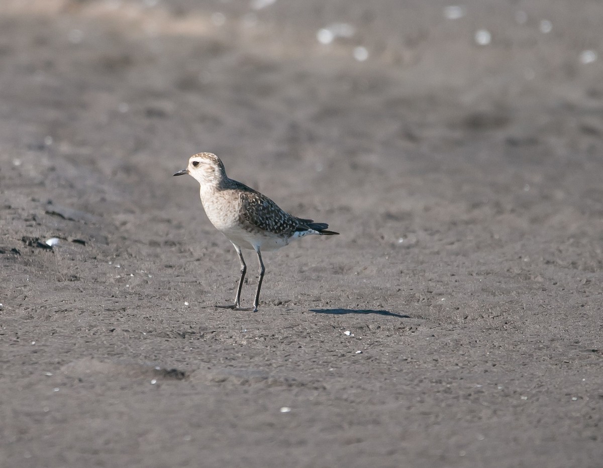 American Golden-Plover - ML163468371