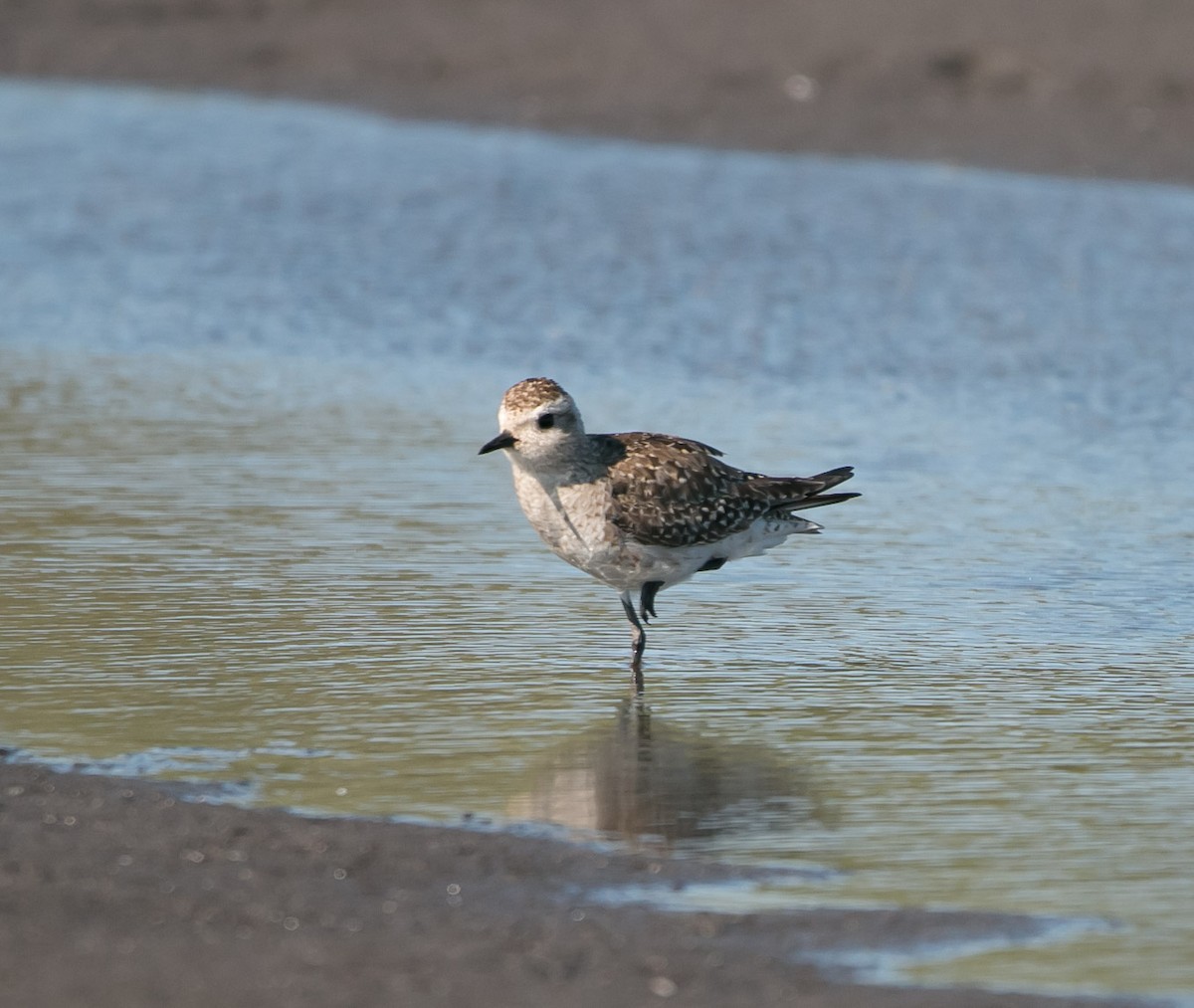 American Golden-Plover - ML163468491