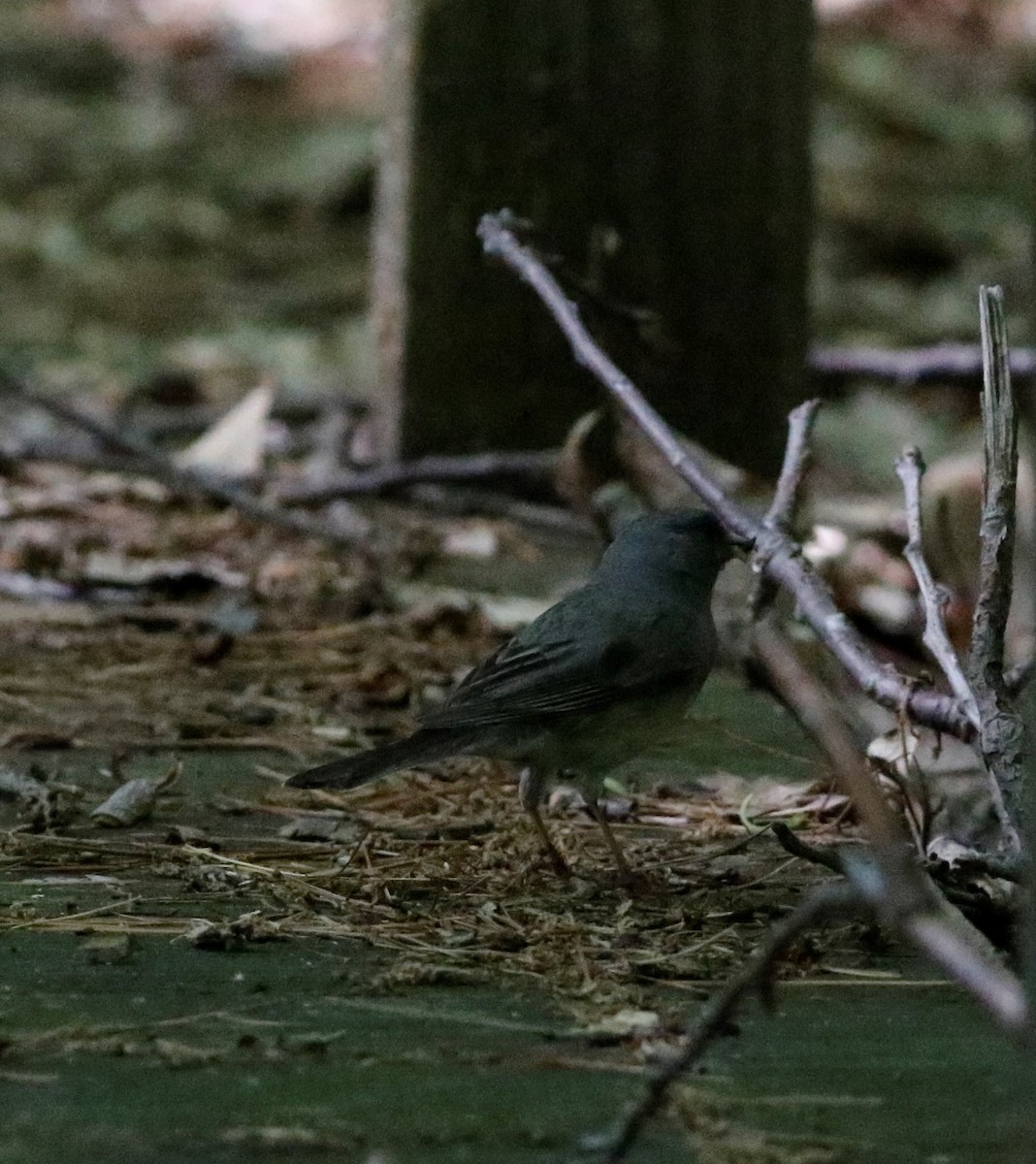 Dark-eyed Junco - ML163468711