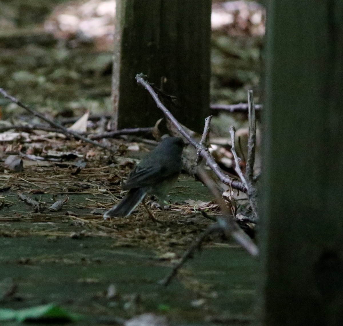 Dark-eyed Junco - ML163468751