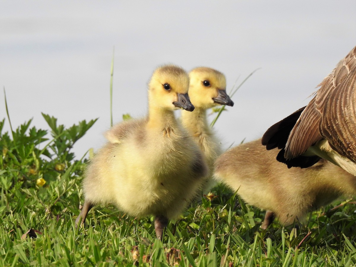 Canada Goose - ML163469581