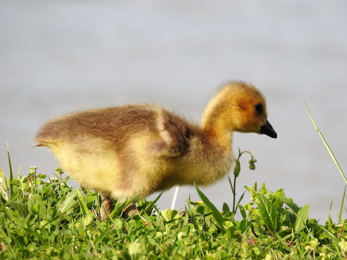 Canada Goose - ML163469661