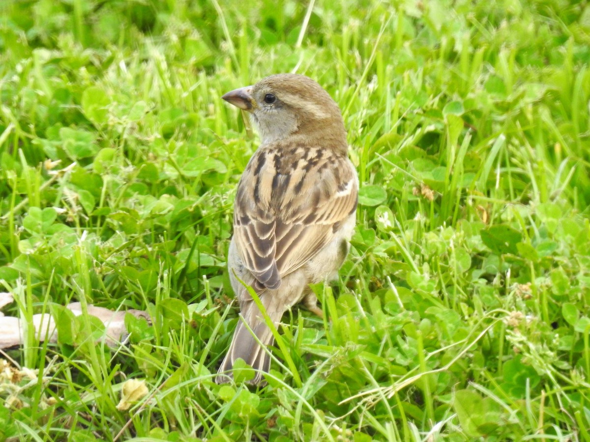 House Sparrow - ML163469841