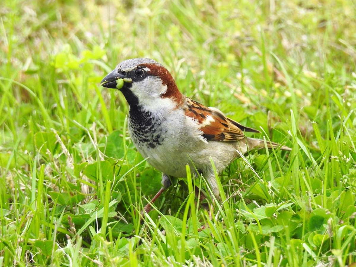 House Sparrow - ML163469921