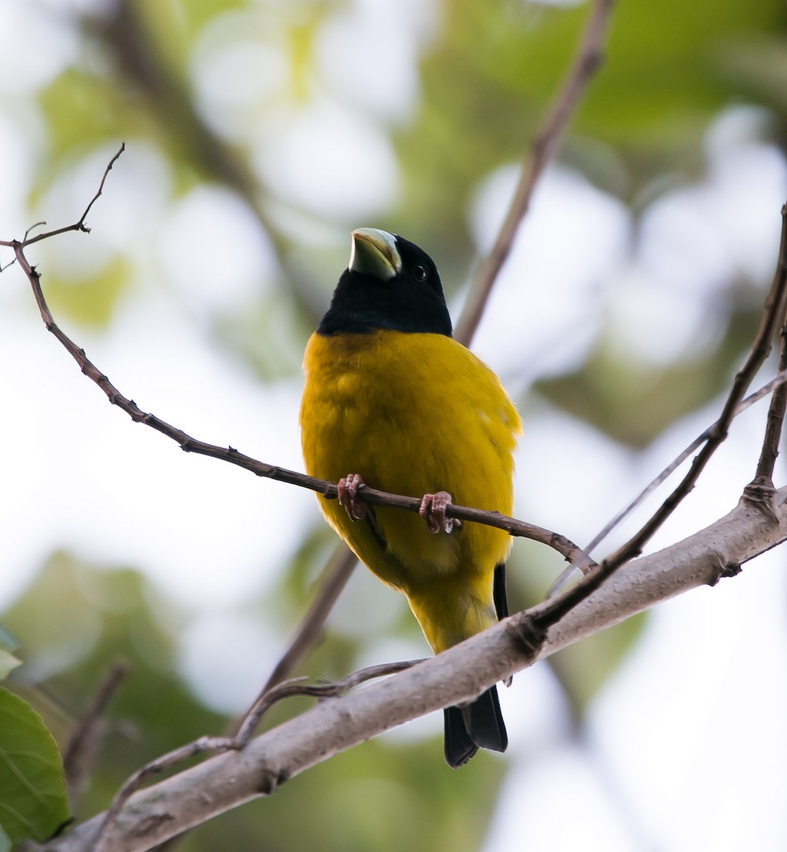 Hooded Grosbeak - ML163472791