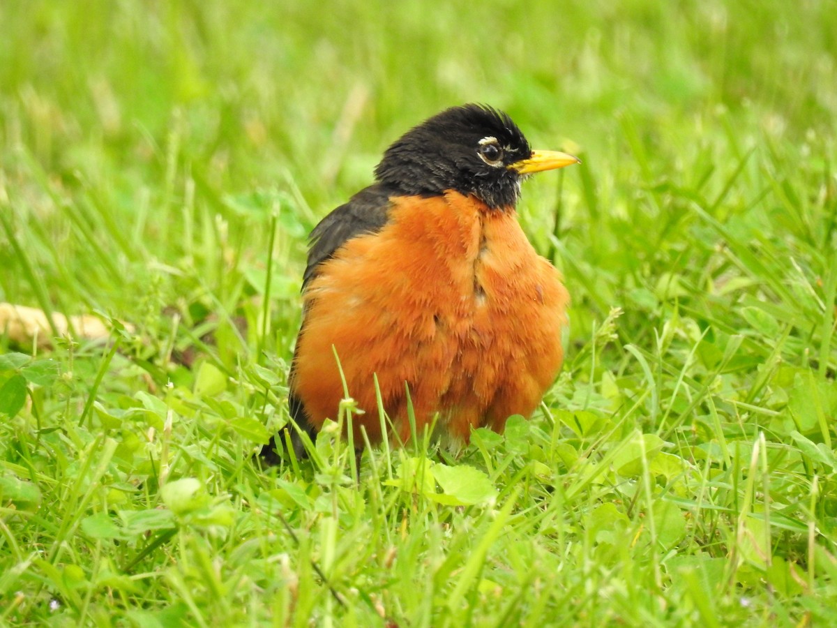 American Robin - S. K.  Jones