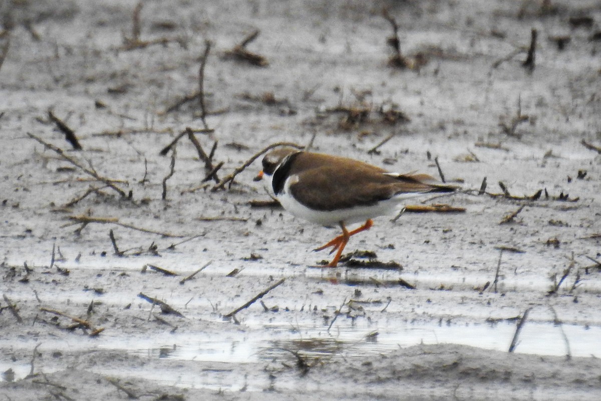 Semipalmated Plover - ML163473561