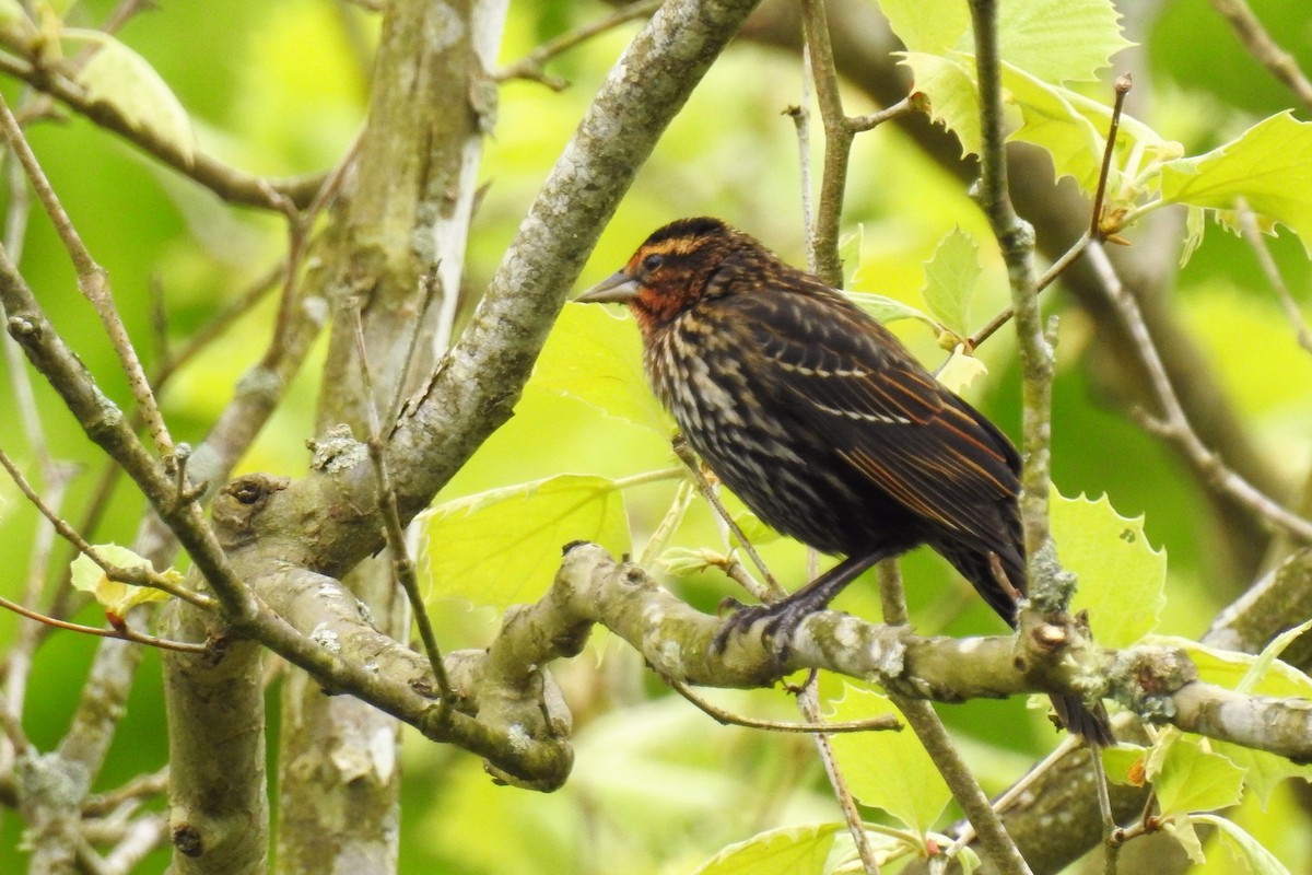 Red-winged Blackbird - S. K.  Jones