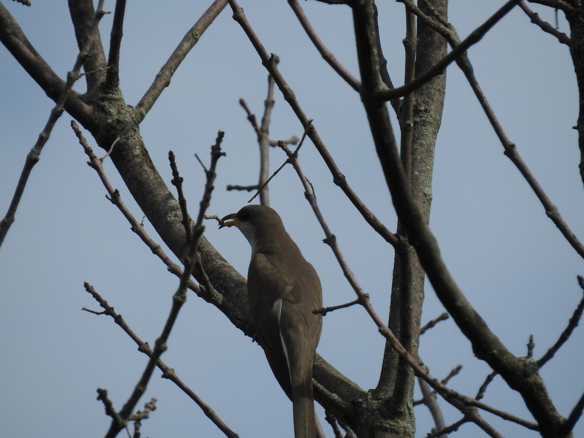 Yellow-billed Cuckoo - ML163474121