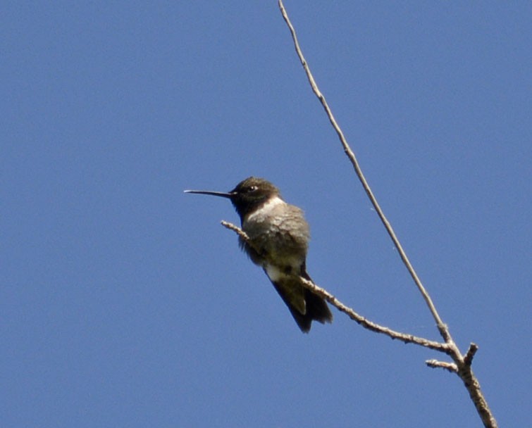 Colibri à gorge noire - ML163474601