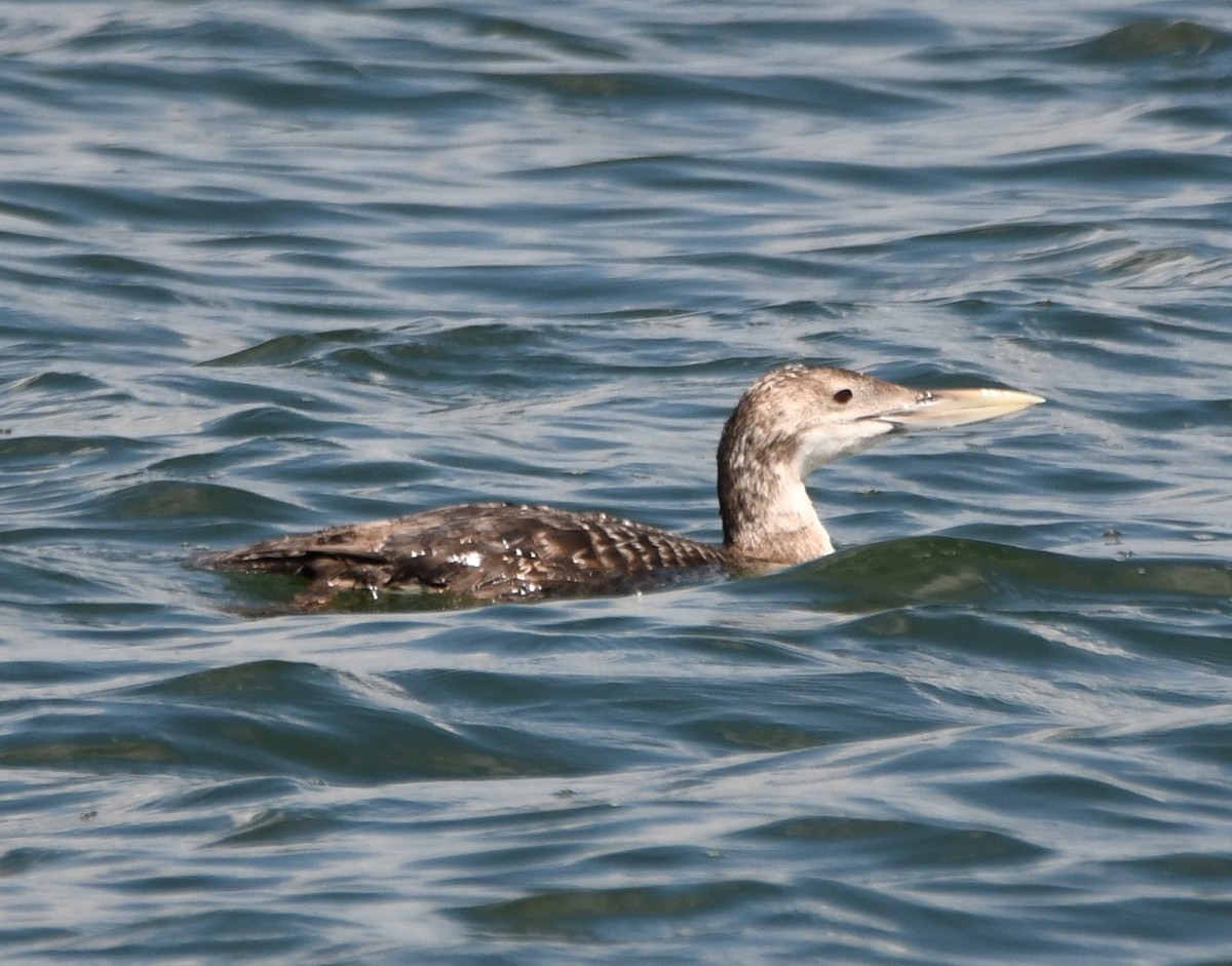 Yellow-billed Loon - Steve Davis