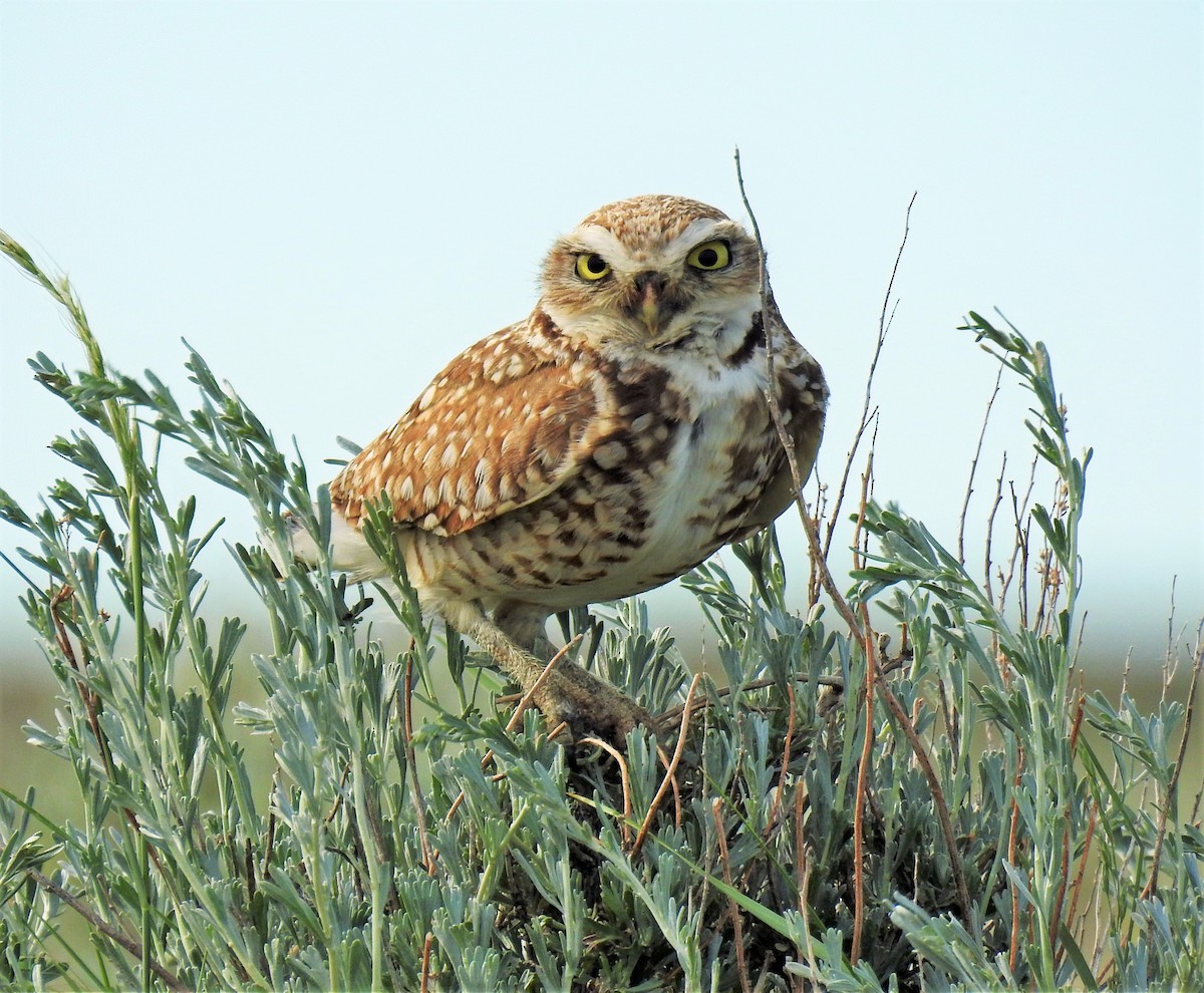 Burrowing Owl - ML163475351