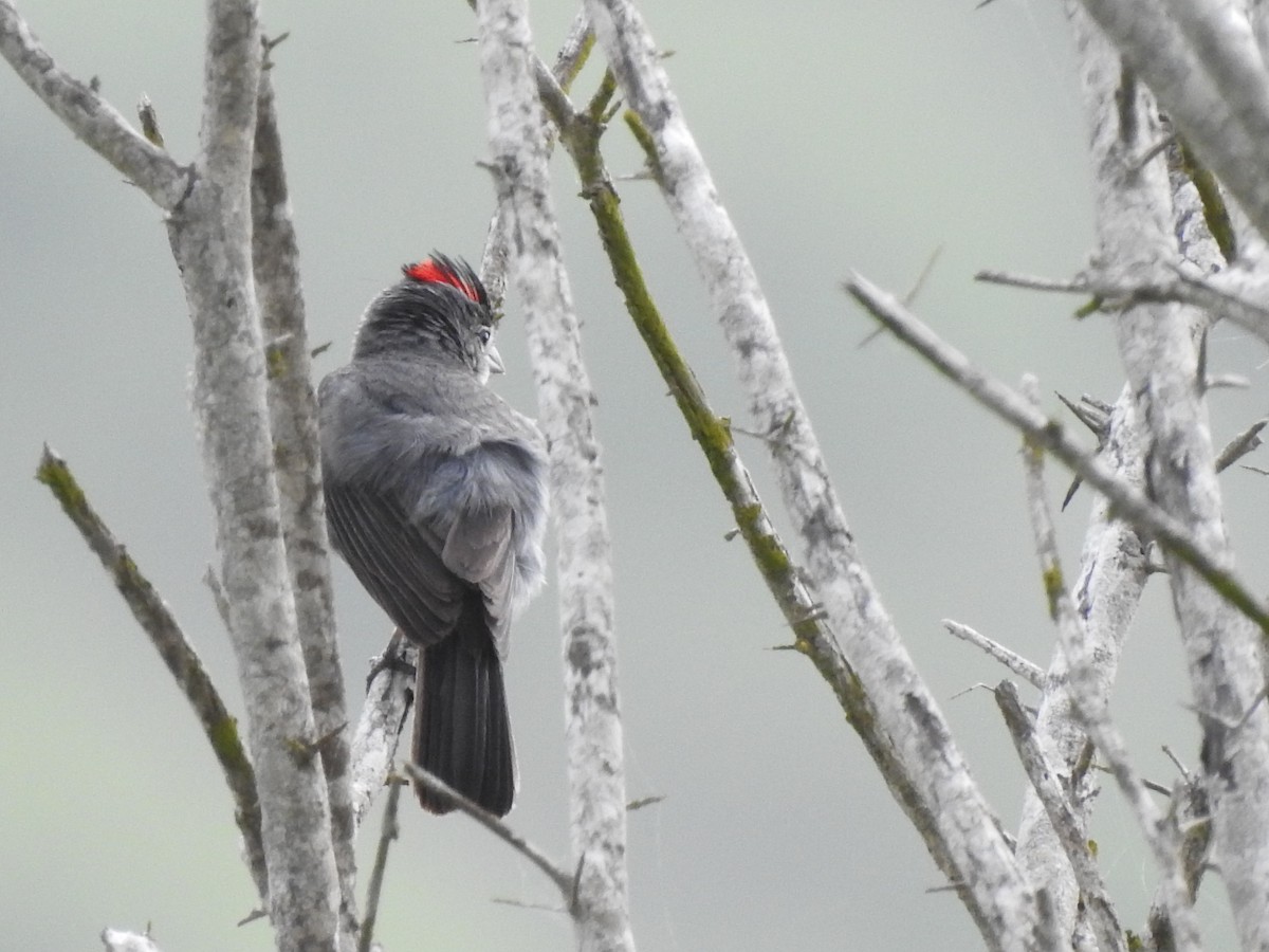 Pileated Finch - Joana De Rivero