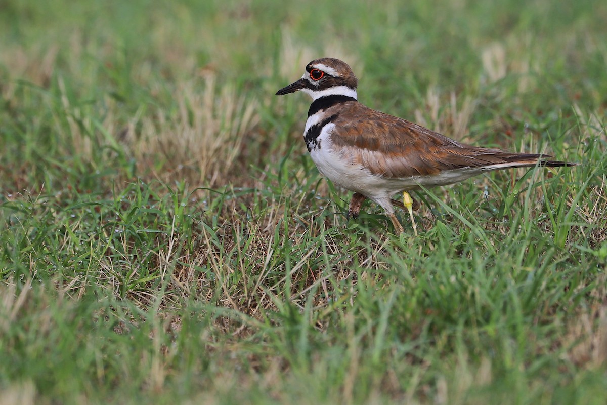 Killdeer - Rob Bielawski