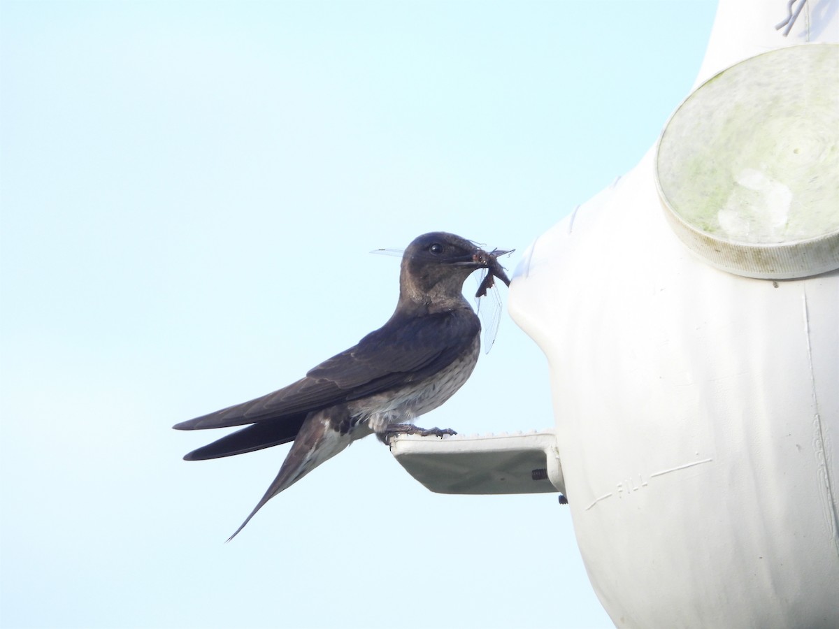 Purple Martin - Brett Moyer