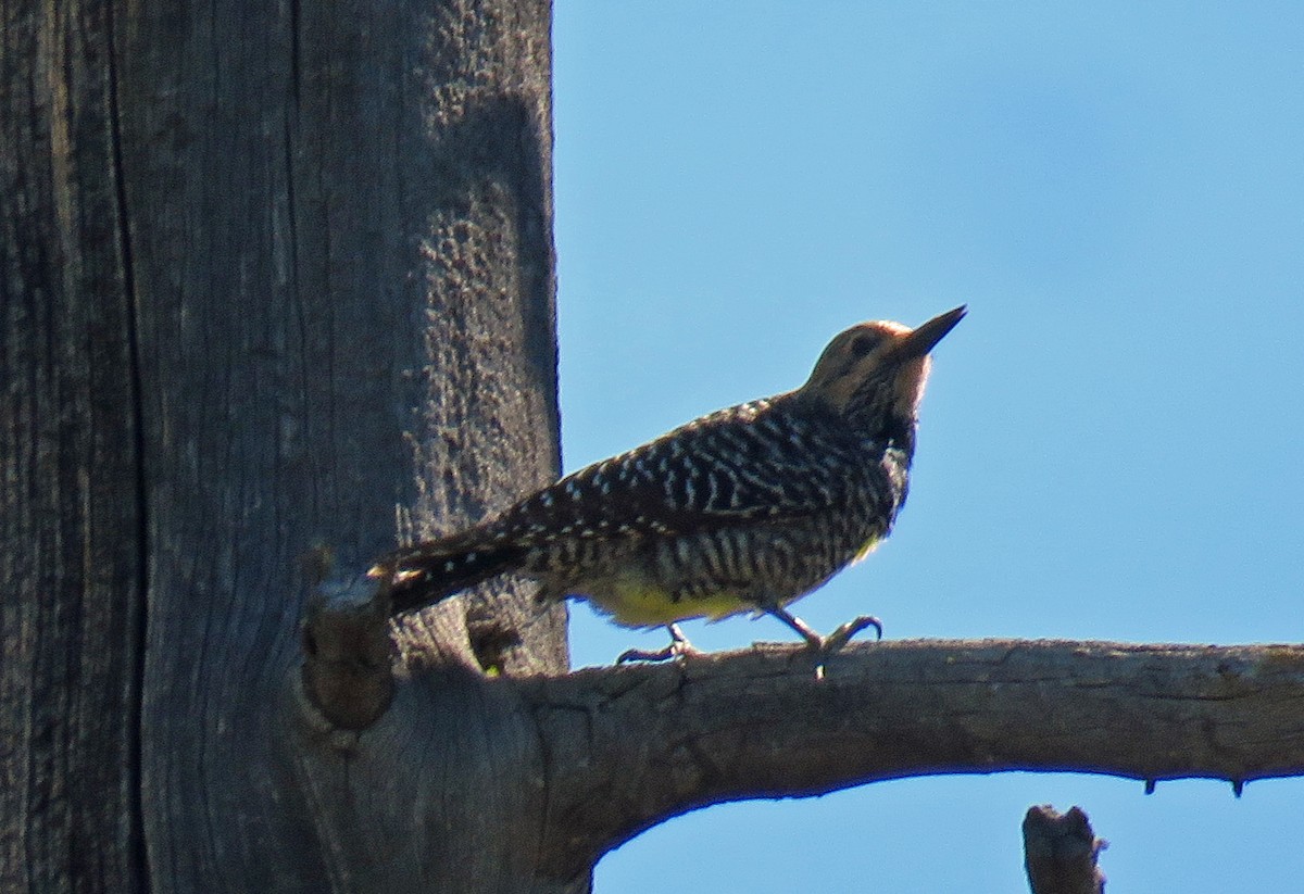 Williamson's Sapsucker - ML163479841