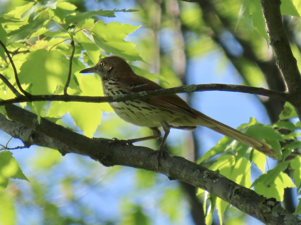 Brown Thrasher - ML163480251