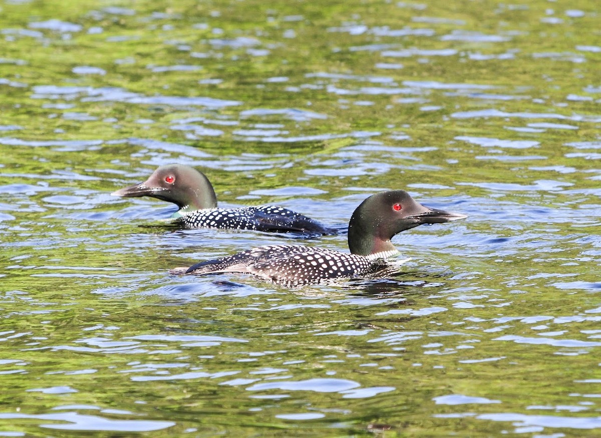 Plongeon huard - ML163480871