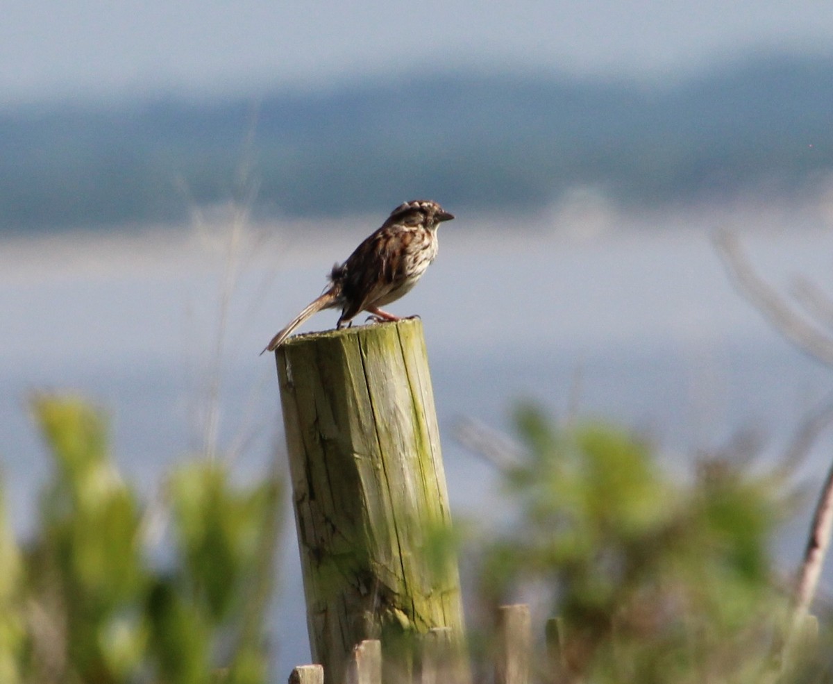 Song Sparrow - ML163483831