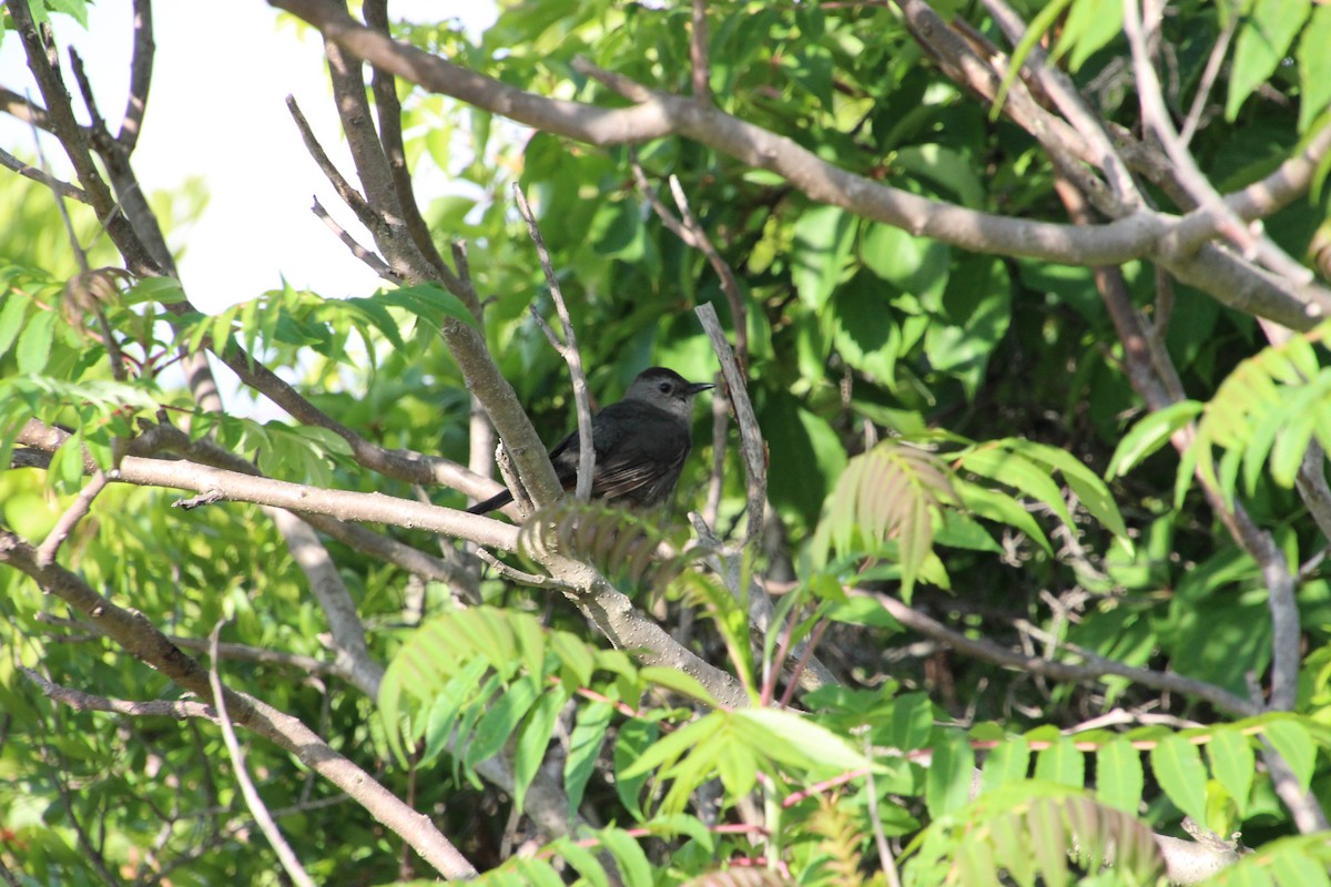 Gray Catbird - ML163484701