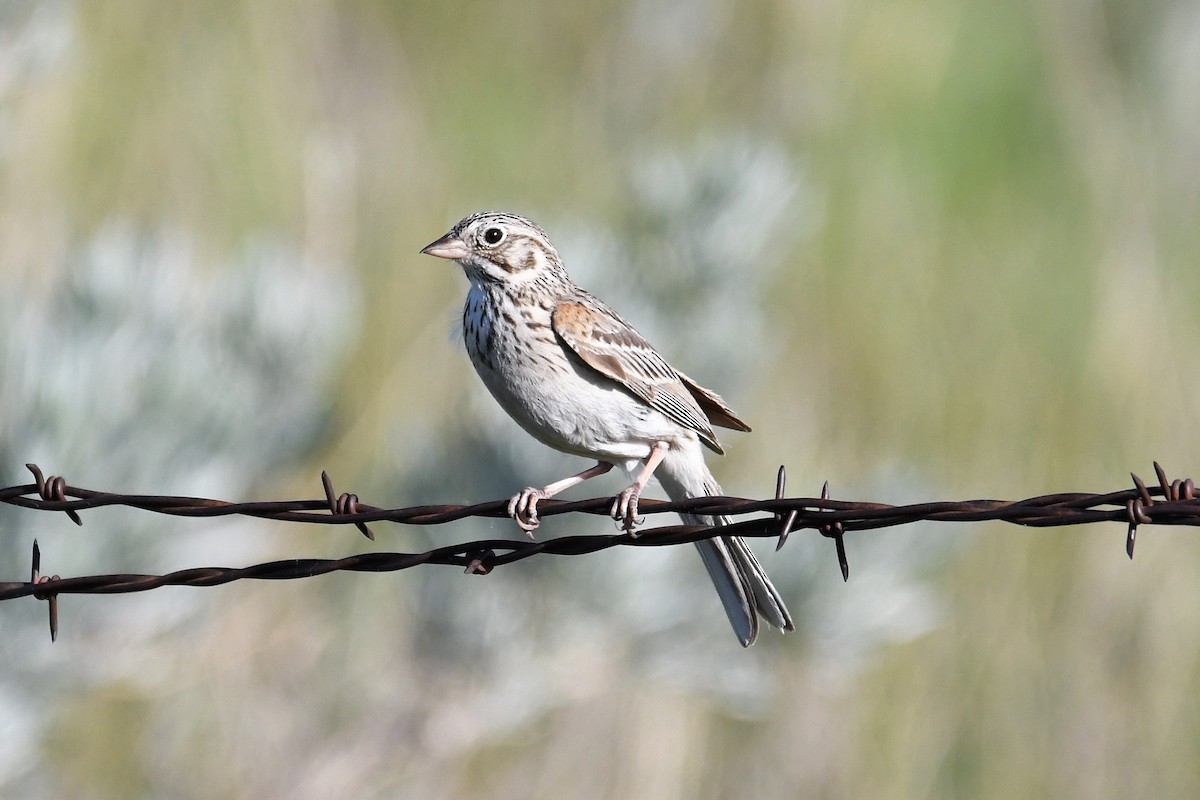 Vesper Sparrow - ML163484981