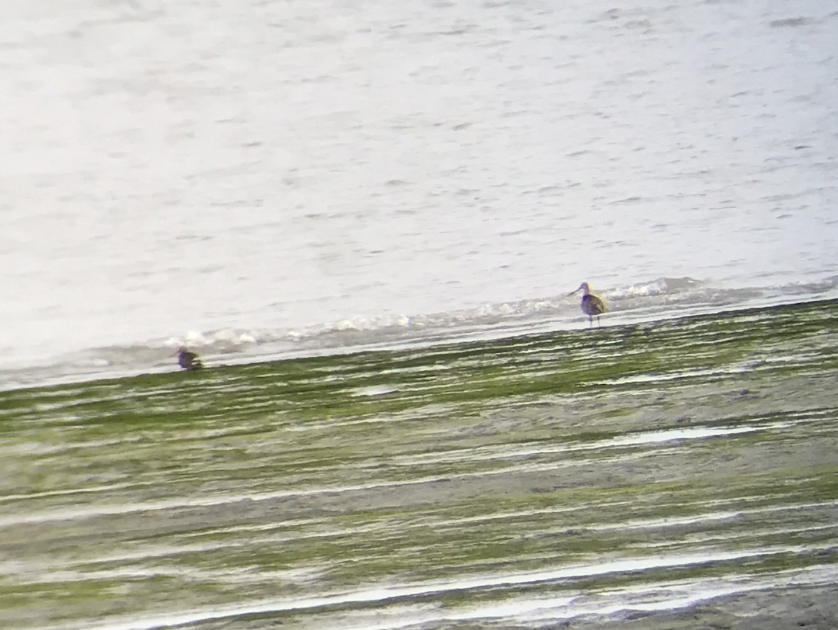 Marbled Godwit - Peter Scully