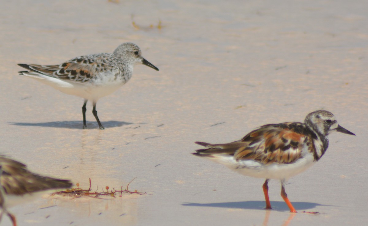 Sanderling - Keith M Kemp