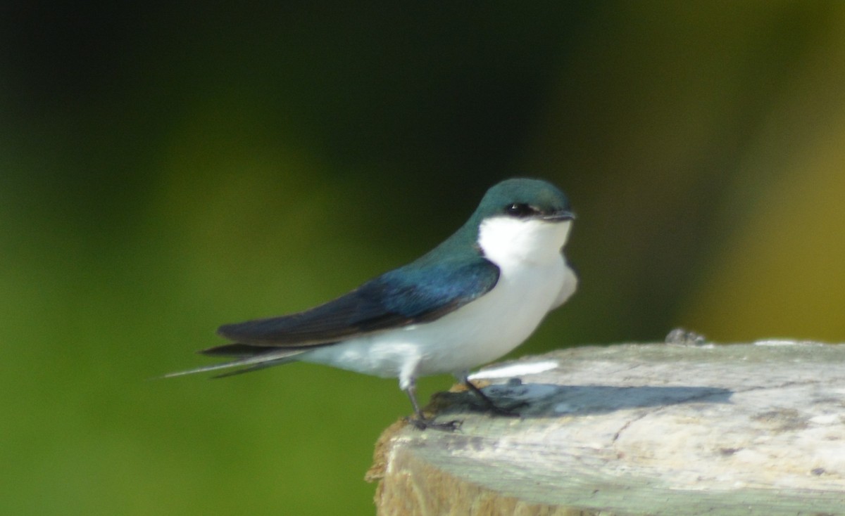 Golondrina de las Bahamas - ML163487281