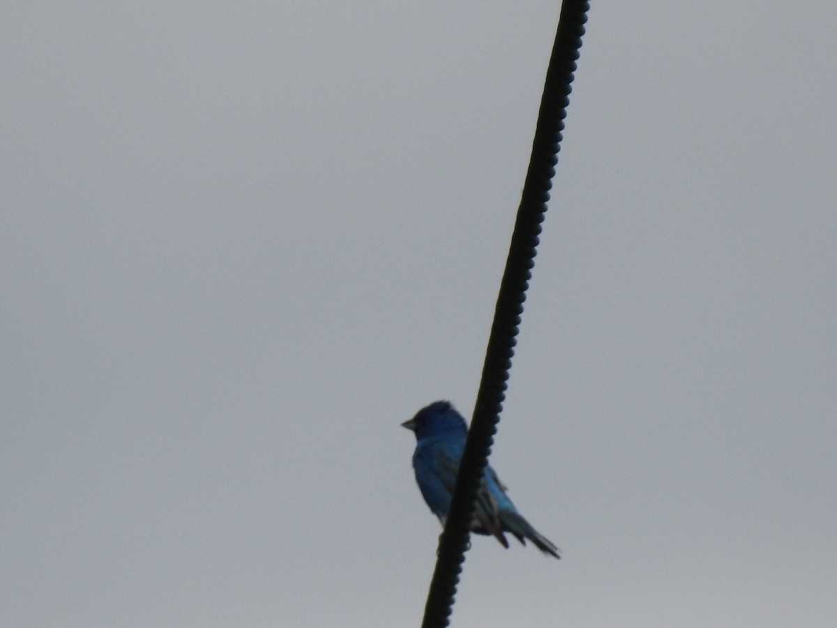 Indigo Bunting - ML163487951