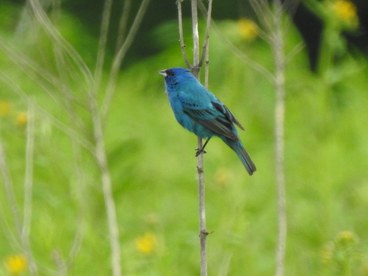 Indigo Bunting - ML163487971
