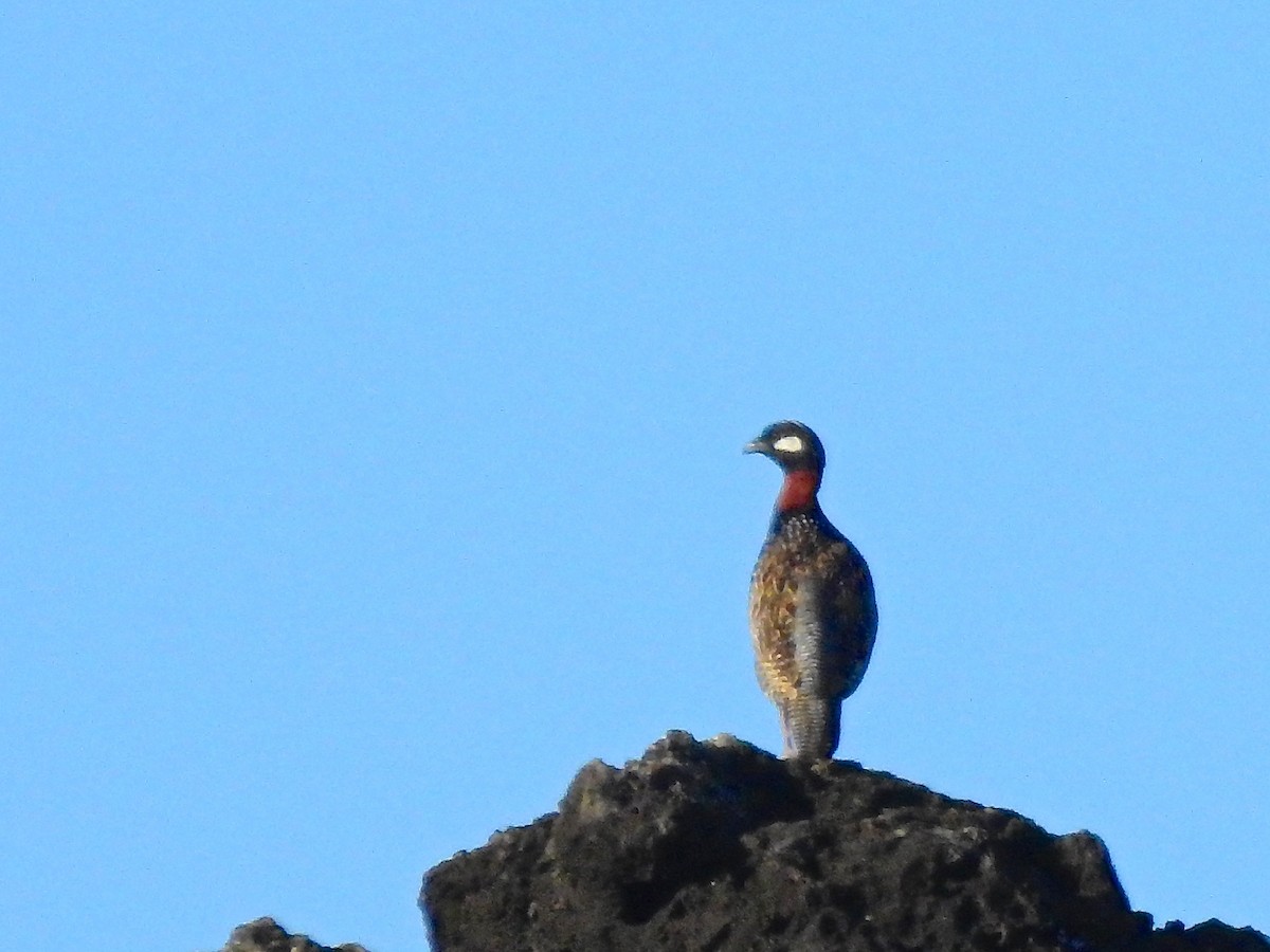 Black Francolin - ML163488641