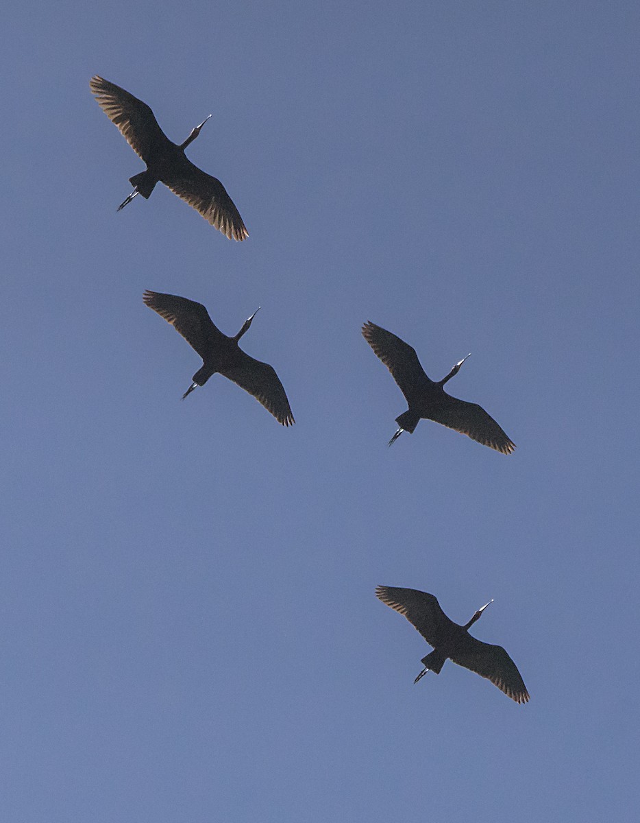 White-faced Ibis - ML163491611