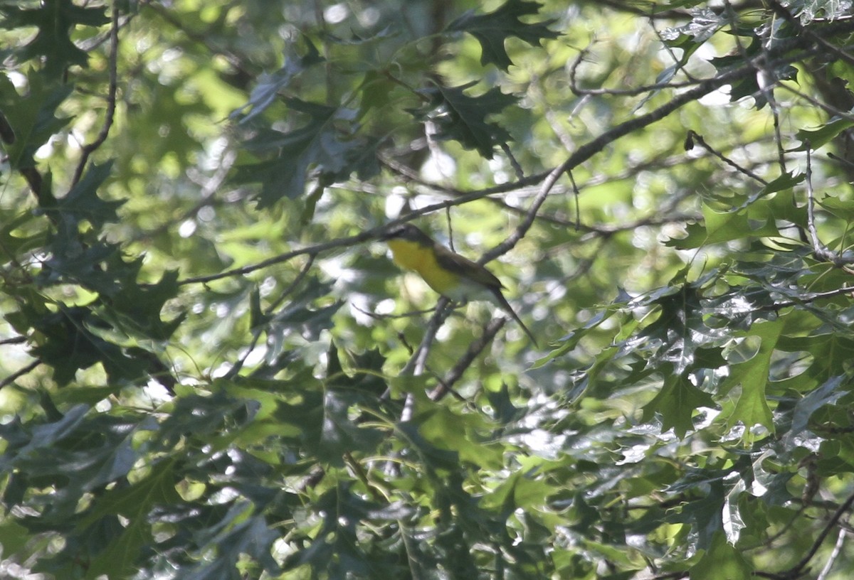 Yellow-breasted Chat - Sam Manning