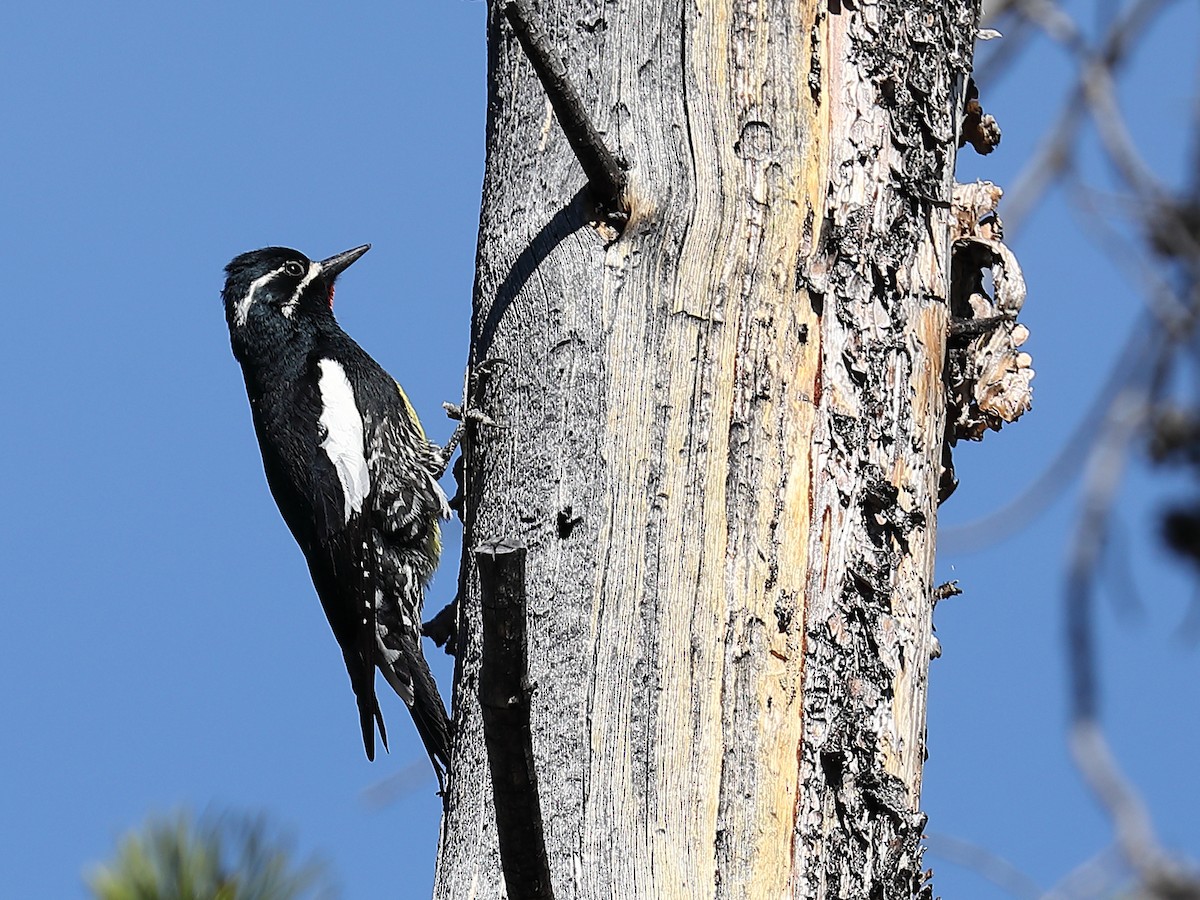 Williamson's Sapsucker - ML163493071