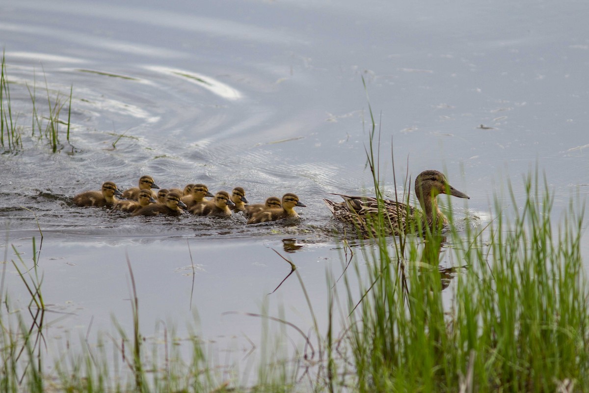 Mallard - Guylaine Tremblay