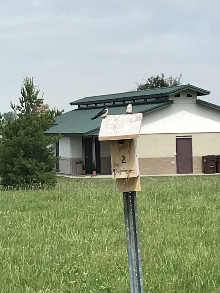 Tree Swallow - Tim Rogers