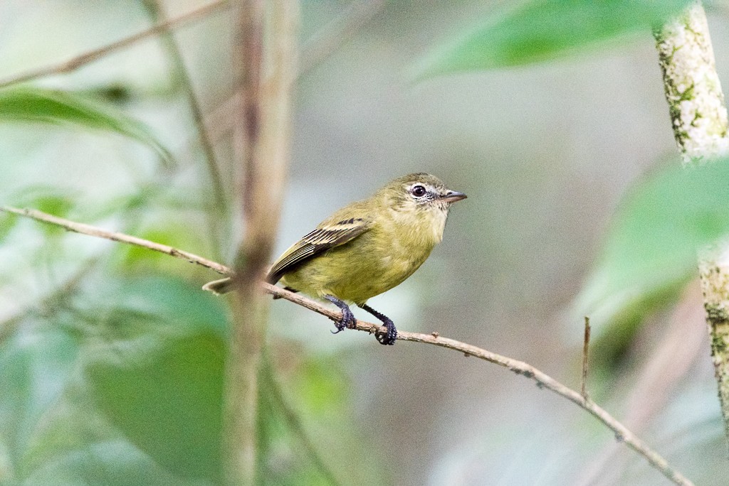 Rough-legged Tyrannulet - ML163495031