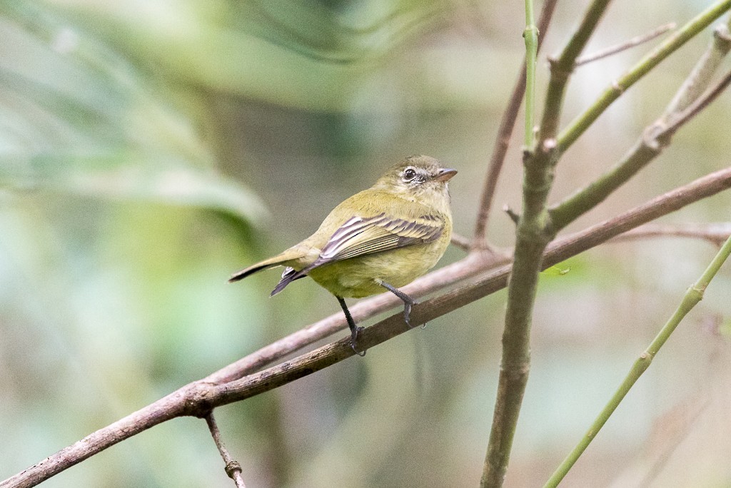 Rough-legged Tyrannulet - ML163495071