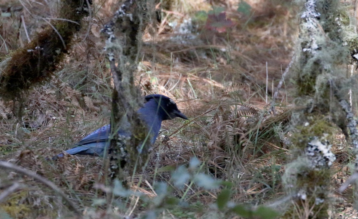 Steller's Jay (Middle American) - ML163495321