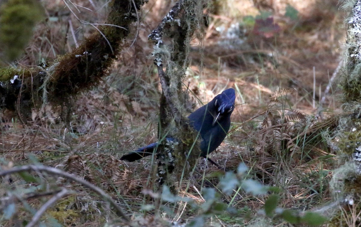 Steller's Jay (Middle American) - ML163495351