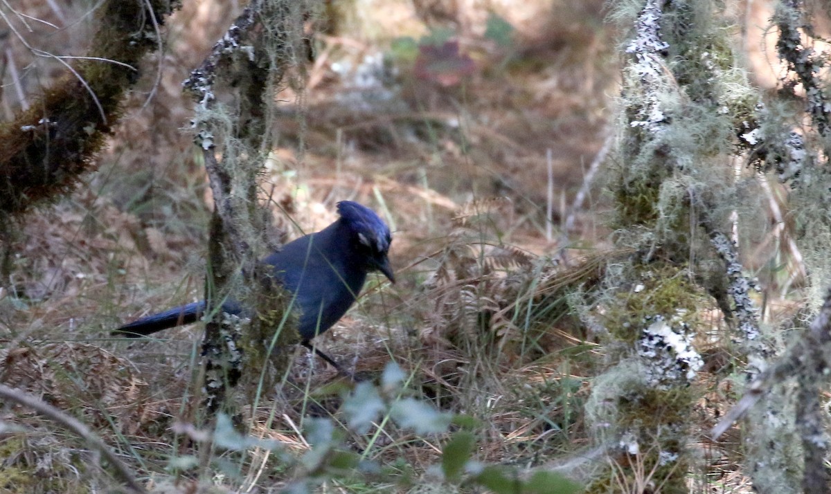 Steller's Jay (Middle American) - ML163495361