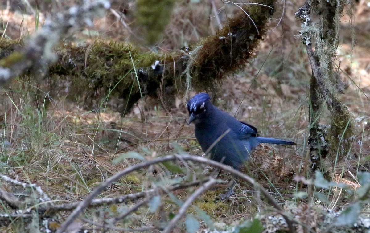 Steller's Jay (Middle American) - ML163495391