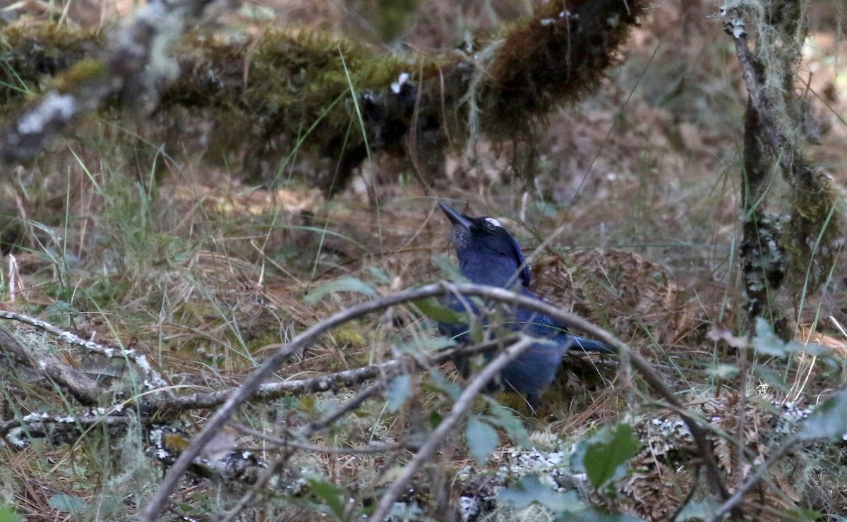 Steller's Jay (Middle American) - ML163495411