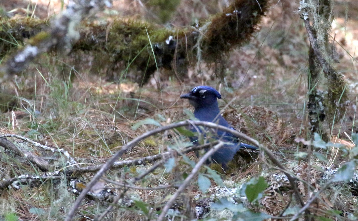 Steller's Jay (Middle American) - ML163495431