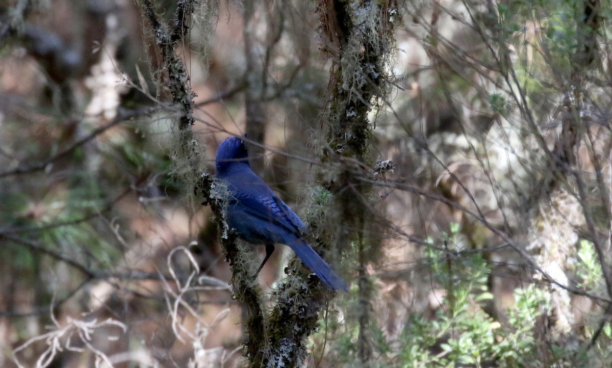 Steller's Jay (Middle American) - ML163495511