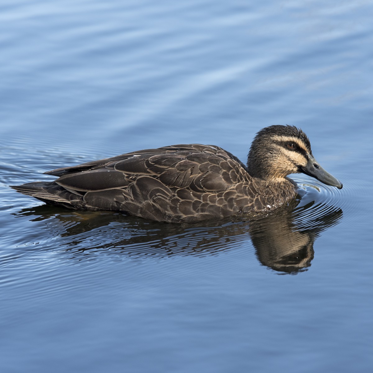 Pacific Black Duck - Dan Forster