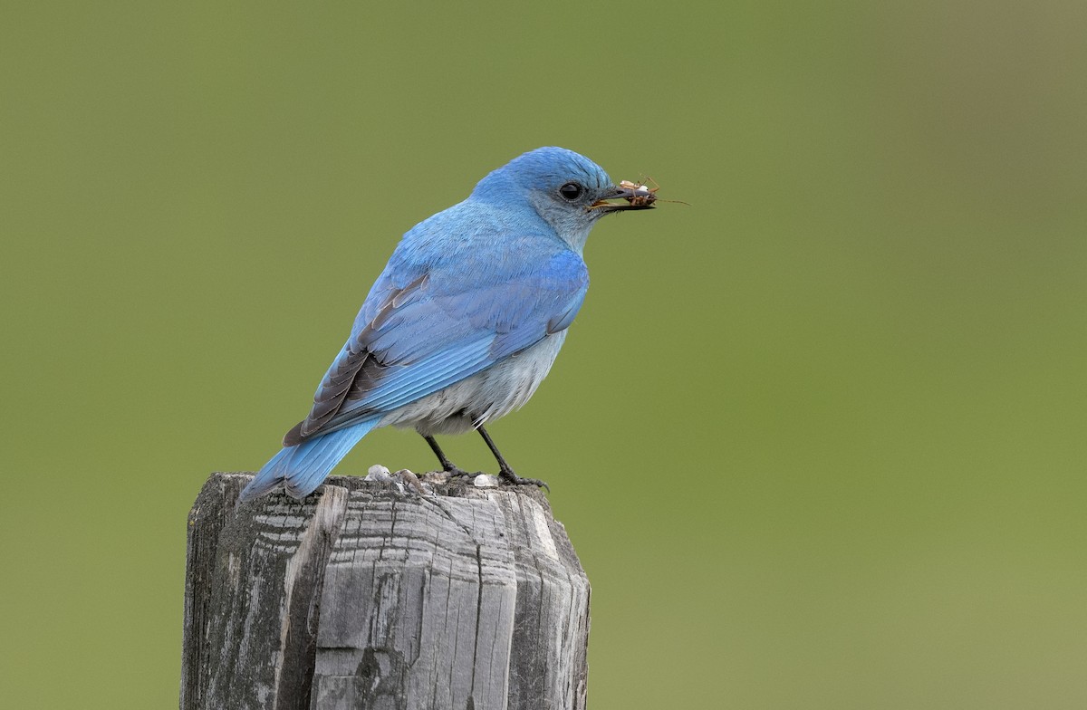 Mountain Bluebird - Ian Routley