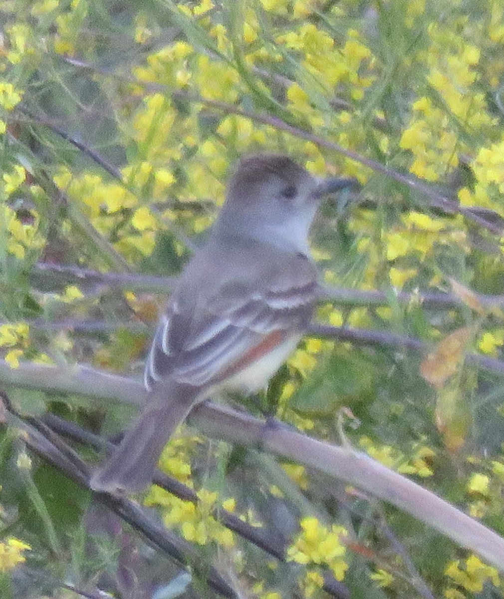 Ash-throated Flycatcher - ML163498511